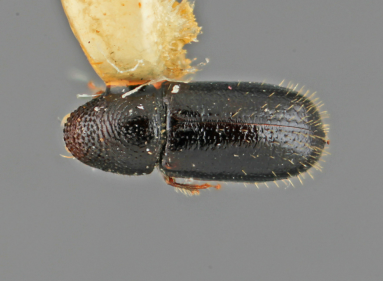 Genus / Species: Pityophthorus laetus | Image Author: SM Smith | Location: Costa Rica, Heredia, Volcan Poas | Image Type: holotype | Collection: Entomology