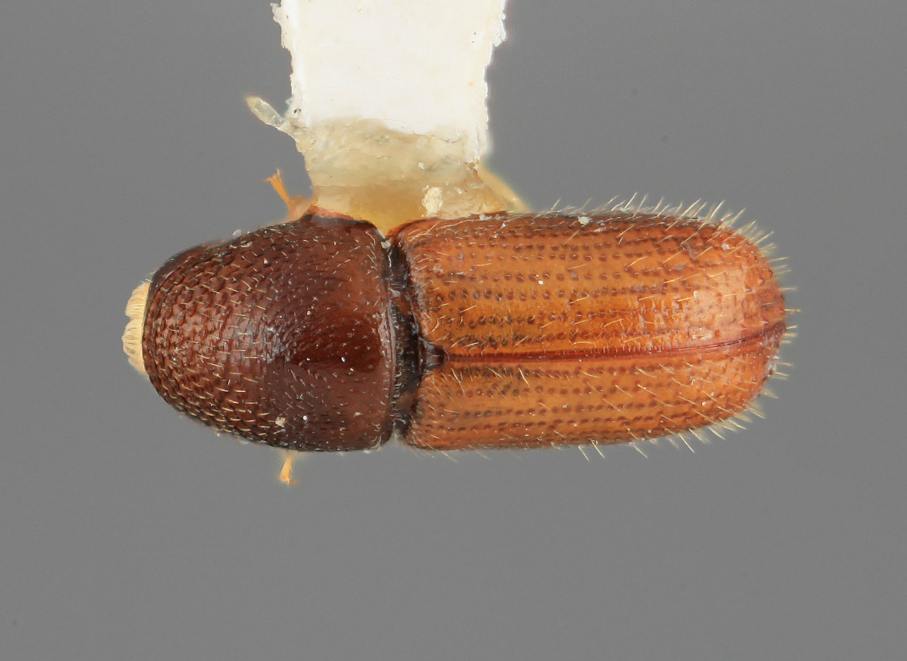 Genus / Species: Pityophthorus medialis | Image Author: SM Smith | Location: Costa Rica, Cartago, Volcán Irazú | Image Type: holotype | Collection: Entomology