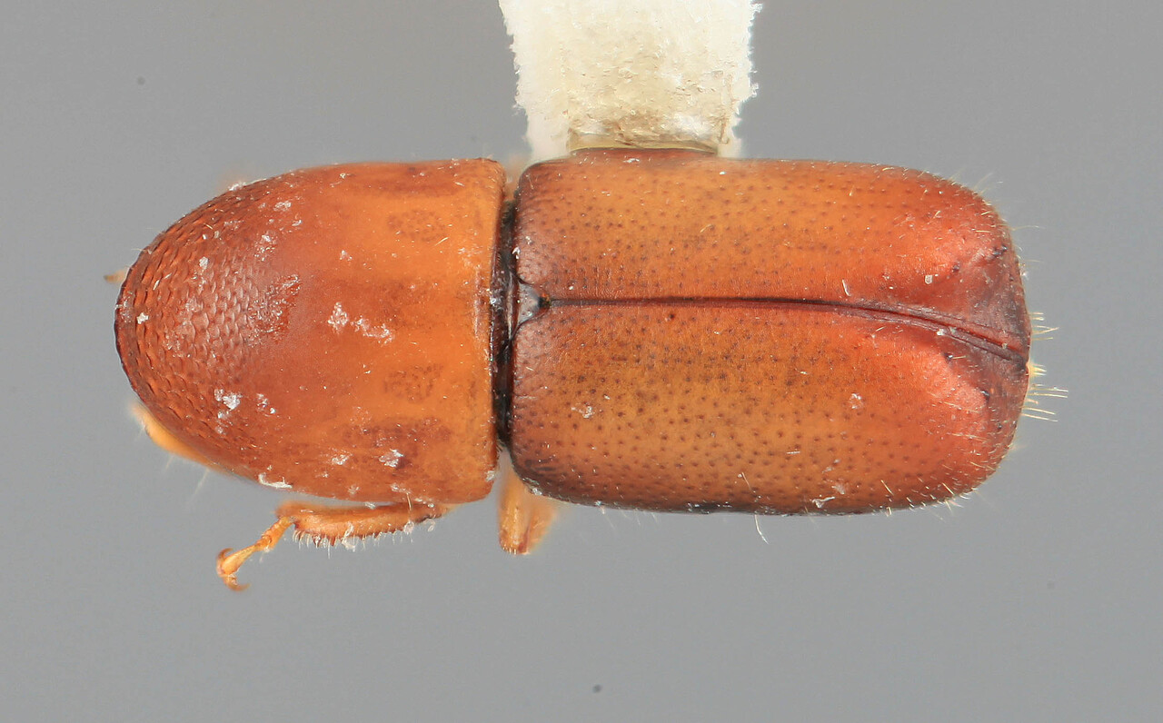 Genus / Species: Corthylocurus medialis | Image Author: SM Smith | Location: Venezuela, Mérida, La Carbonera, 50 km NE Merida | Image Type: holotype | Collection: Entomology