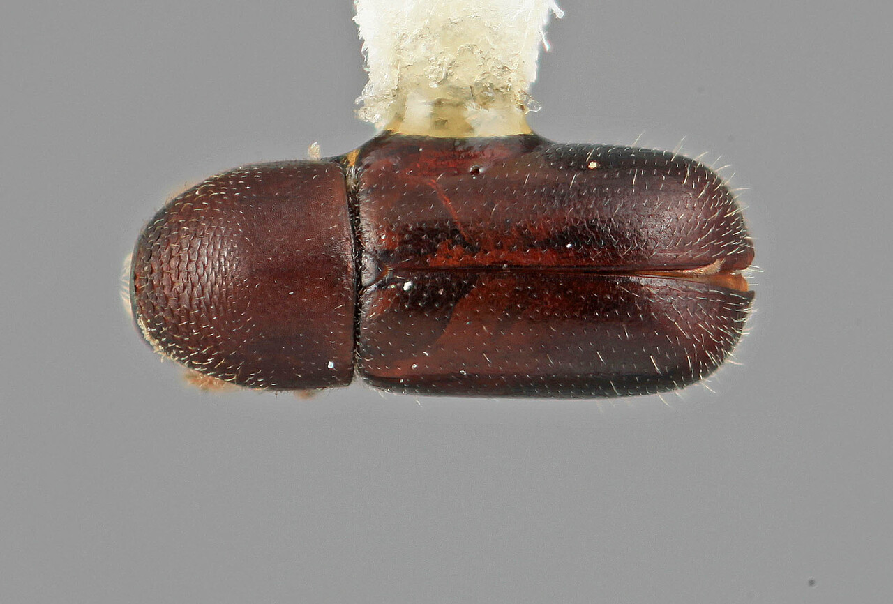 Genus / Species: Corthyloxiphus reticulatus | Image Author: SM Smith | Location: Venezuela, Mérida, La Carbonera, 50 km NE Merida | Image Type: holotype | Collection: Entomology
