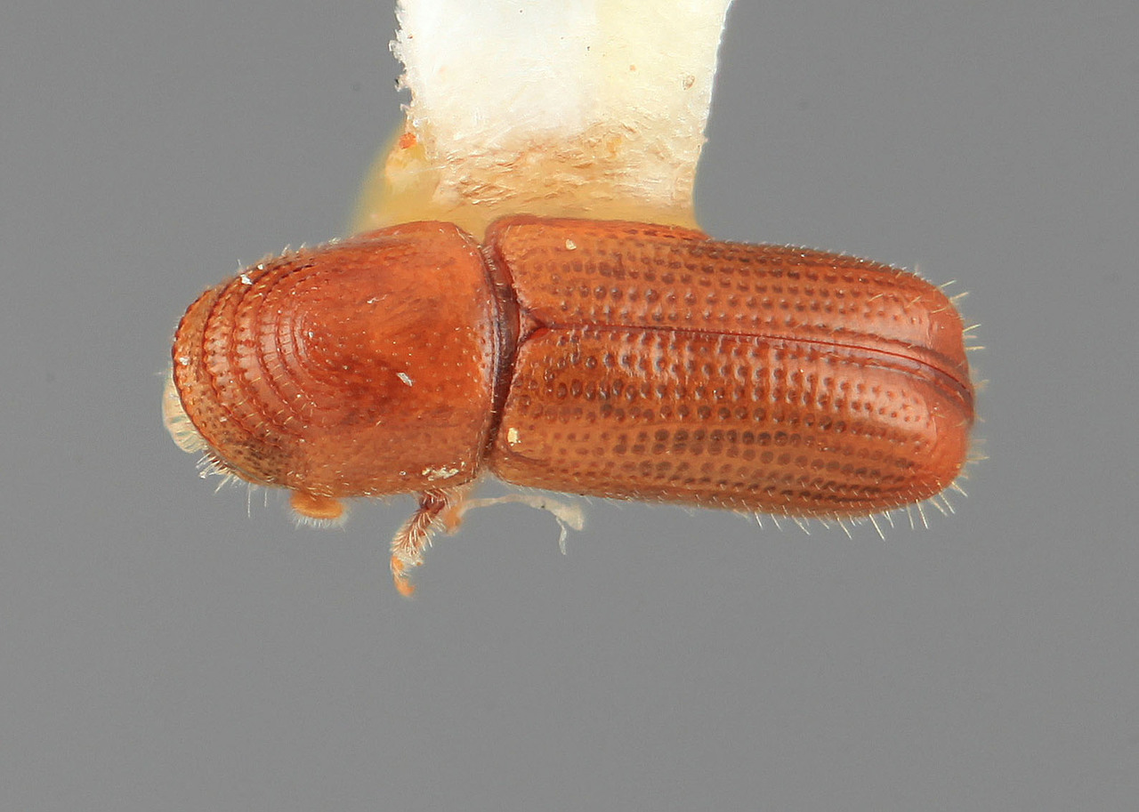 Genus / Species: Pityophthorus nanus | Image Author: SM Smith | Location: México, Oaxaca, Totolapan | Image Type: holotype | Collection: Entomology