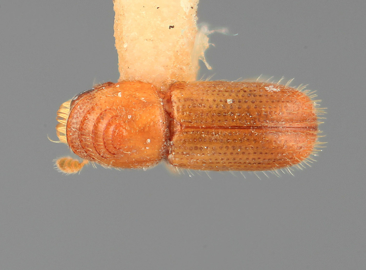 Genus / Species: Pityophthorus burserae | Image Author: SM Smith | Location: México, Jalisco, Atenquique | Image Type: holotype | Collection: Entomology