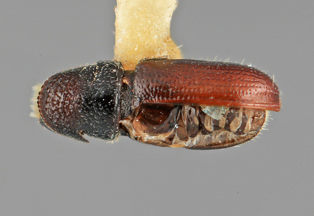 Genus / Species: Pityophthorus vespertinus | Image Author: SM Smith | Location: México, Durango, Durango, 23 mi W | Image Type: holotype | Collection: Entomology