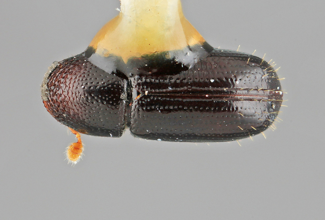 Genus / Species: Pityophthorus timidulus | Image Author: SM Smith | Location: Panamá, Chiriquí, Volcan Chiriqui | Image Type: holotype | Collection: Entomology