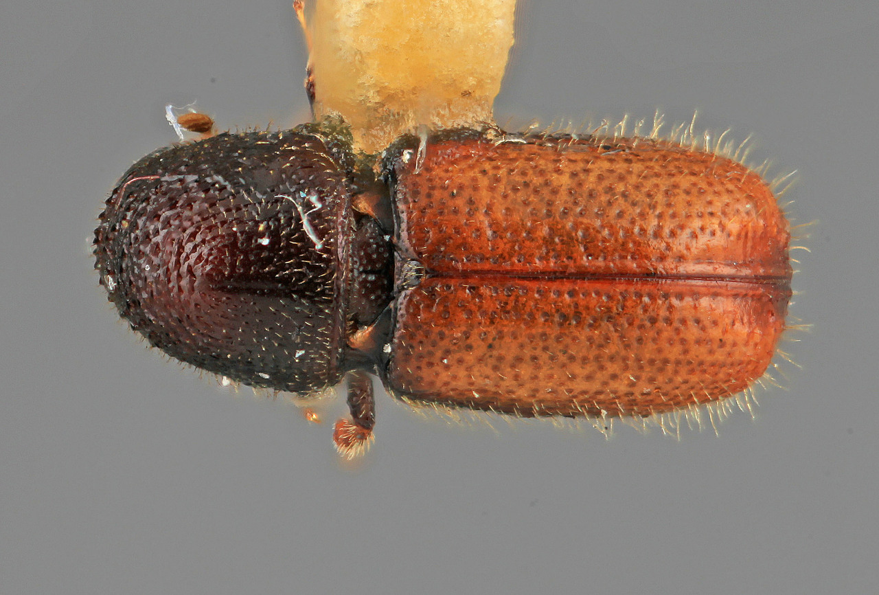 Genus / Species: Pityophthorus levis | Image Author: SM Smith | Location: United States, Arizona, Flagstaff, 15 mi N | Image Type: holotype | Collection: Entomology