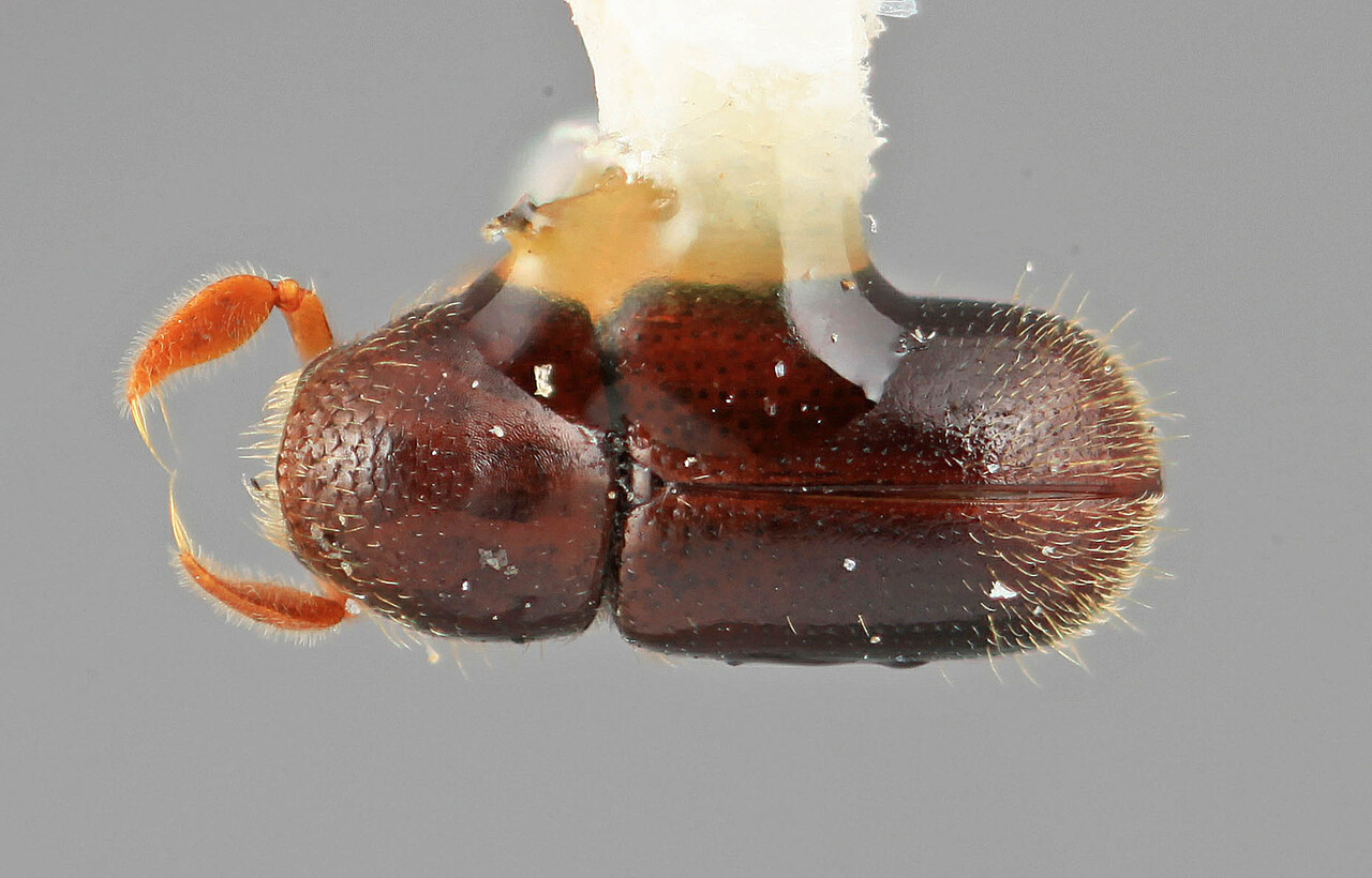Genus / Species: Corthyloxiphus tardus | Image Author: SM Smith | Location: Costa Rica, Cartago, Cartago, 16 km SE | Image Type: holotype | Collection: Entomology