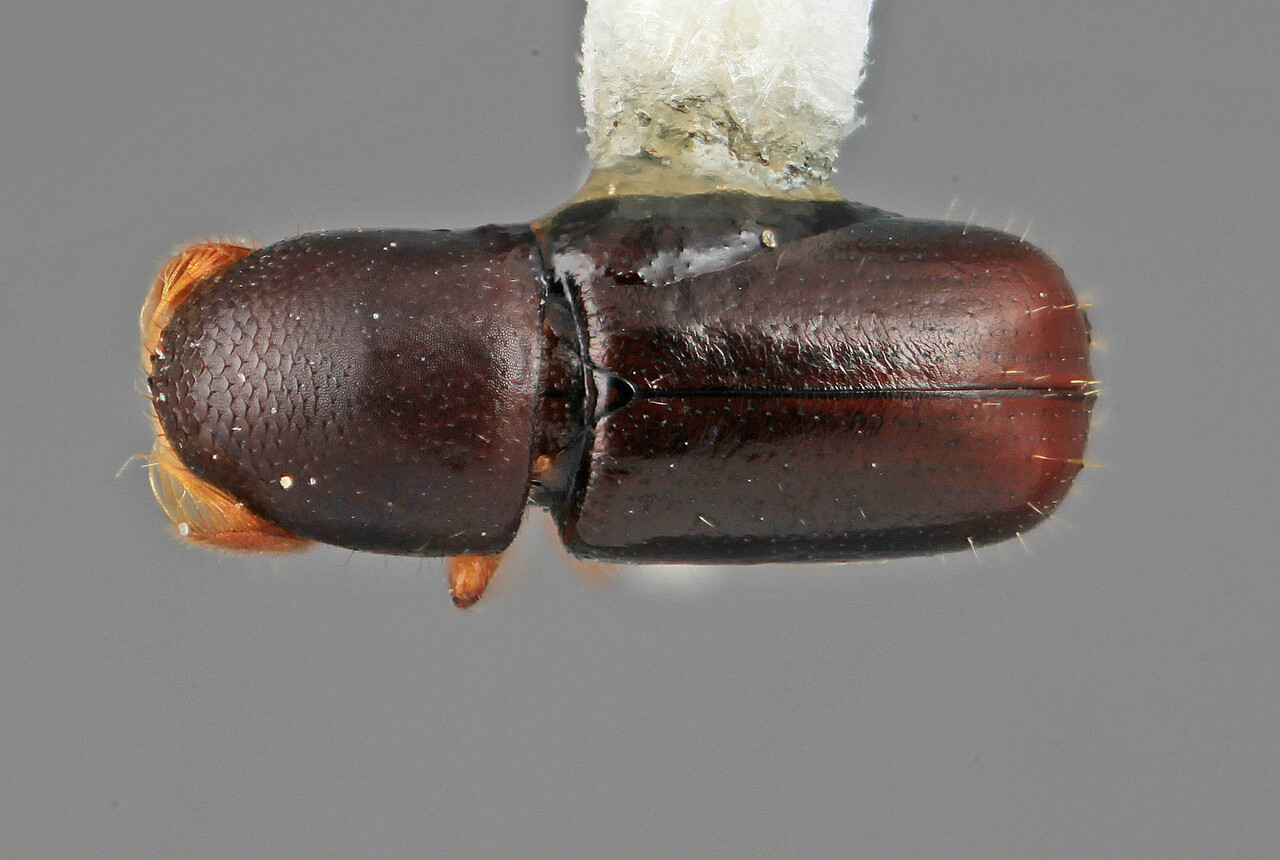 Genus / Species: Corthyloxiphus truncatus | Image Author: SM Smith | Location: Venezuela, Mérida, El Vigia, 12 km SW | Image Type: holotype | Collection: Entomology