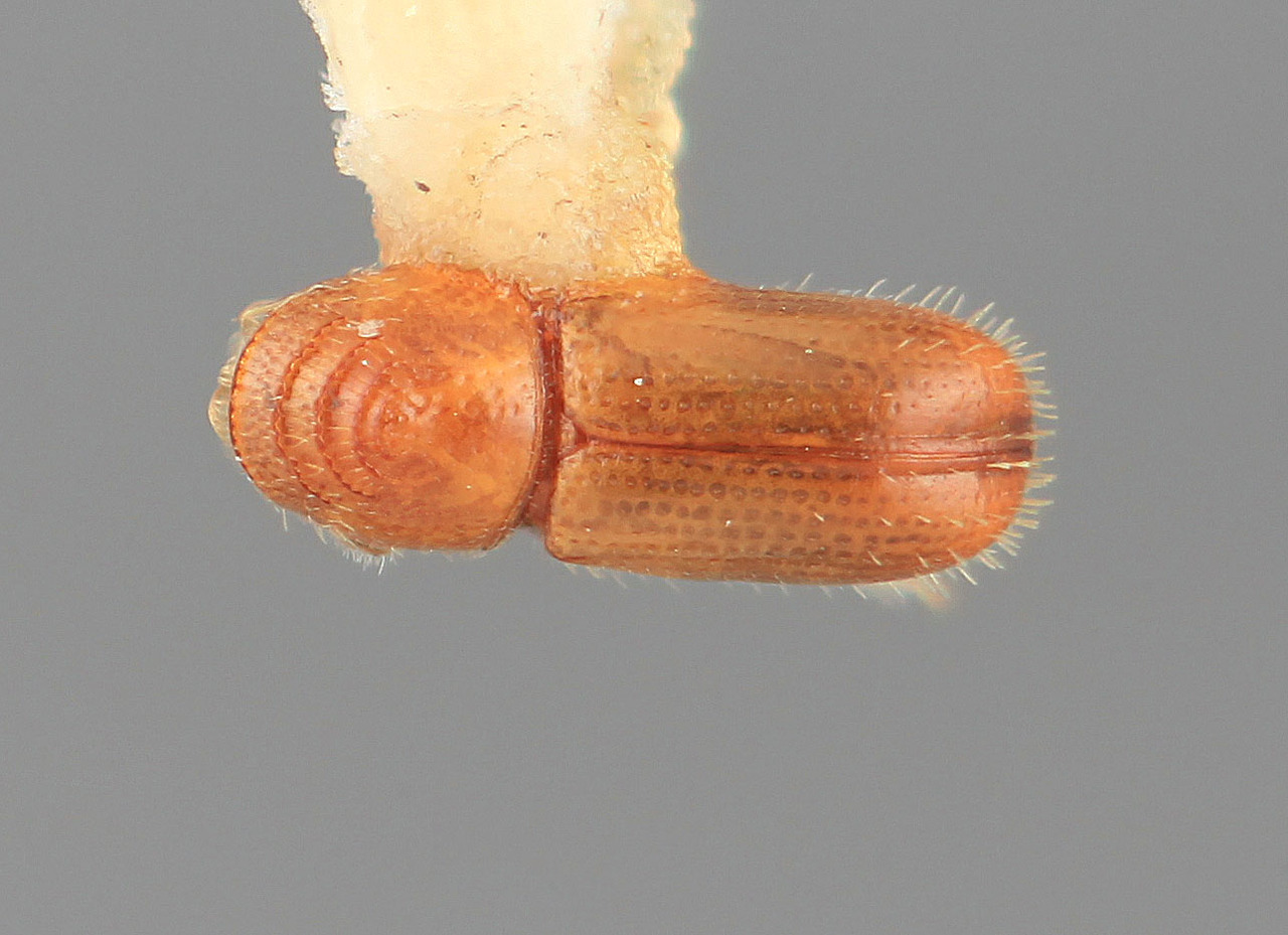 Genus / Species: Pityophthorus indigens | Image Author: SM Smith | Location: México, Colima, Armeria, 2 mi (3 km)  W | Image Type: holotype | Collection: Entomology