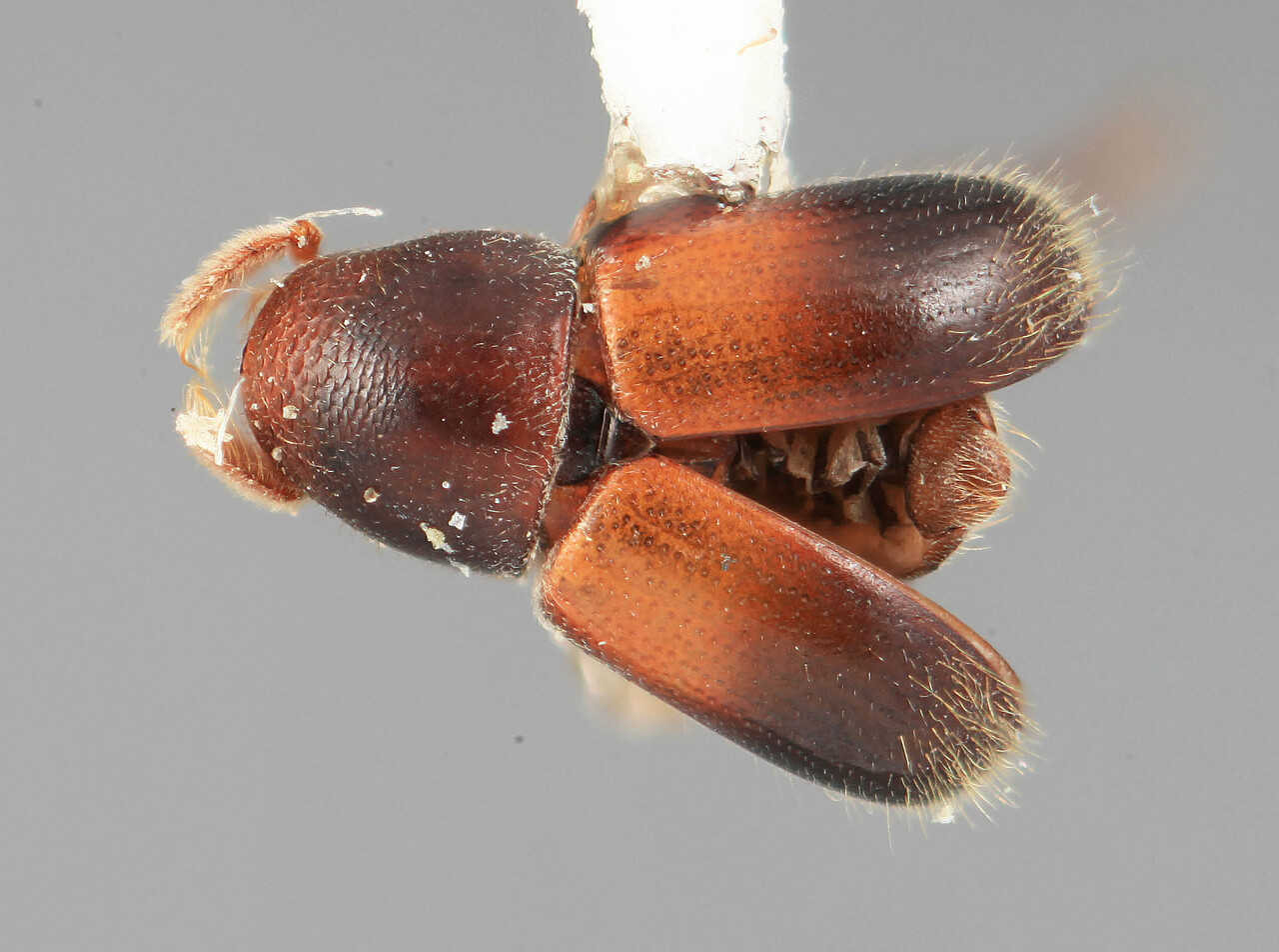 Genus / Species: Corthyloxiphus carbonerae | Image Author: SM Smith | Location: Venezuela, Mérida, La Carbonera, 50 km NE Merida | Image Type: holotype | Collection: Entomology