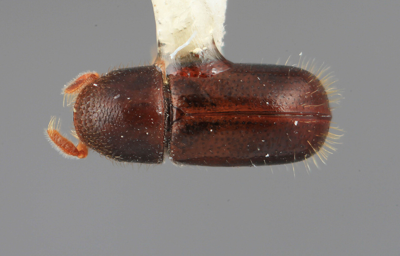 Genus / Species: Corthyloxiphus frontalis | Image Author: SM Smith | Location: Venezuela, Mérida, Mérida, pico Bolivar Teleférico | Image Type: holotype | Collection: Entomology