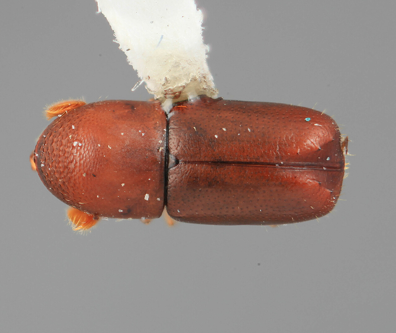 Genus / Species: Corthylocurus protuberans | Image Author: SM Smith | Location: Venezuela, Mérida, Mérida | Image Type: holotype | Collection: Entomology