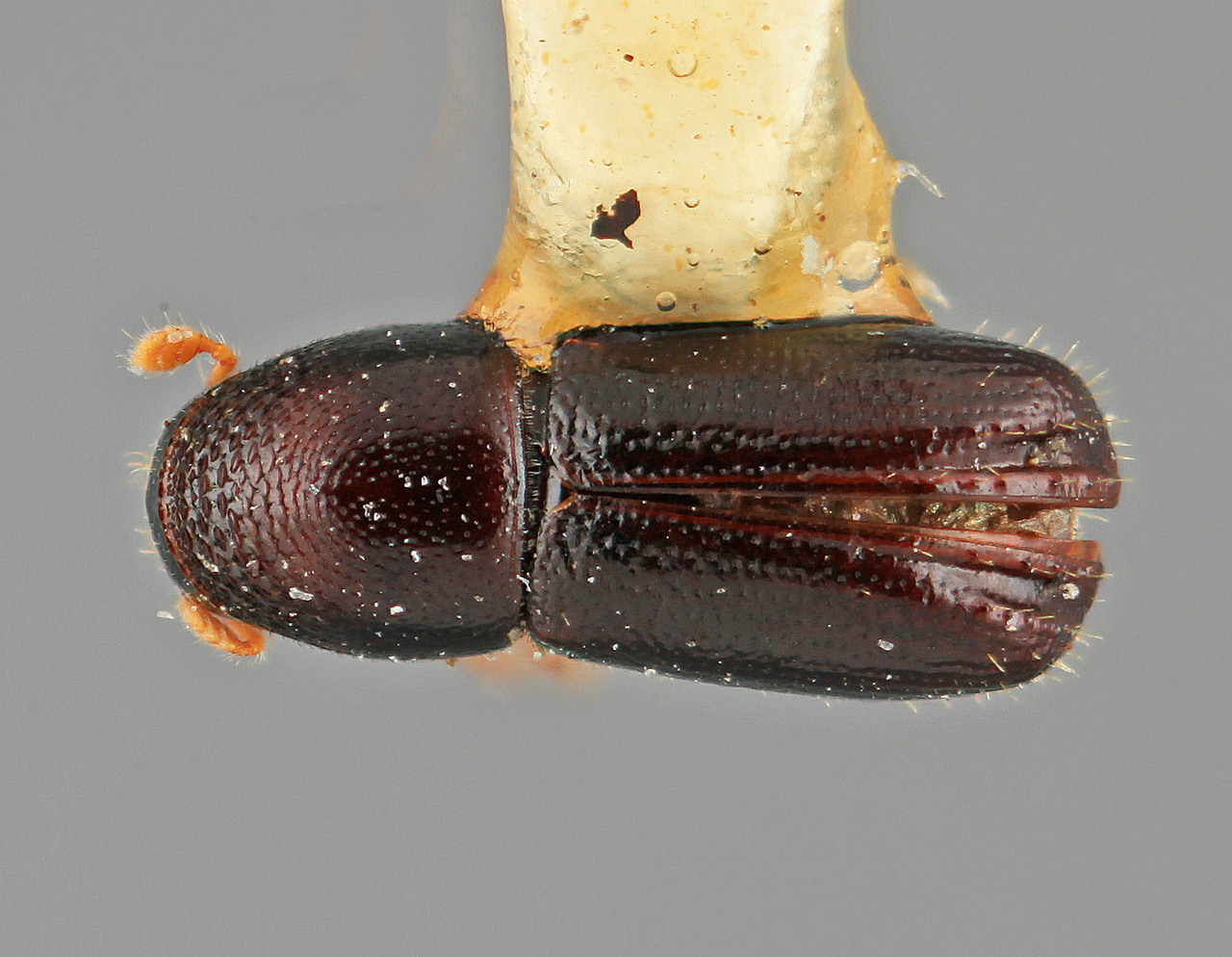 Genus / Species: Pityophthorus degener | Image Author: SM Smith | Location: Panamá, Chiriquí, Volcan Chiriqui | Image Type: holotype | Collection: Entomology