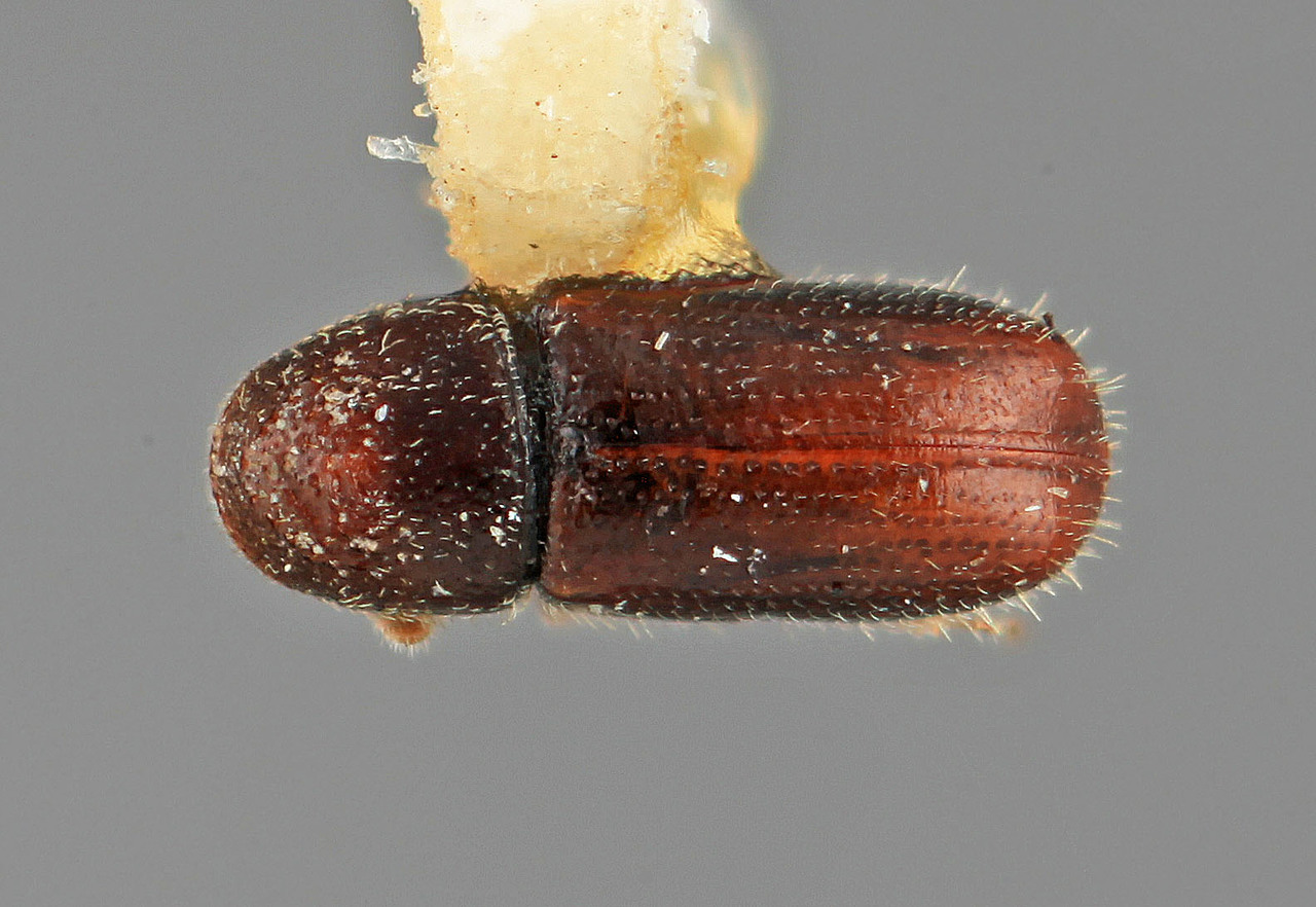 Genus / Species: Pityophthorus festus | Image Author: SM Smith | Location: México, Durango, El Salto, 18 mi W | Image Type: holotype | Collection: Entomology