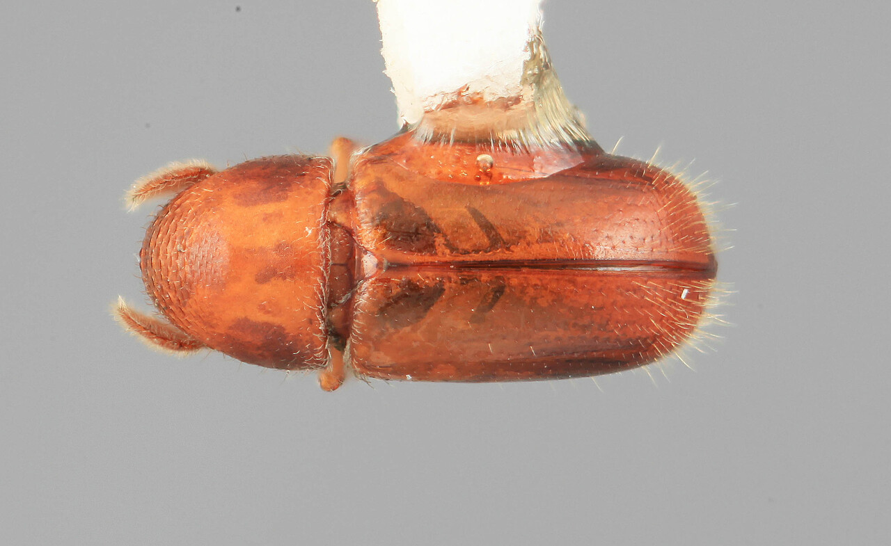Genus / Species: Corthyloxiphus simplicus | Image Author: SM Smith | Location: Venezuela, Mérida, Mérida, pico Bolivar Teleférico | Image Type: holotype | Collection: Entomology