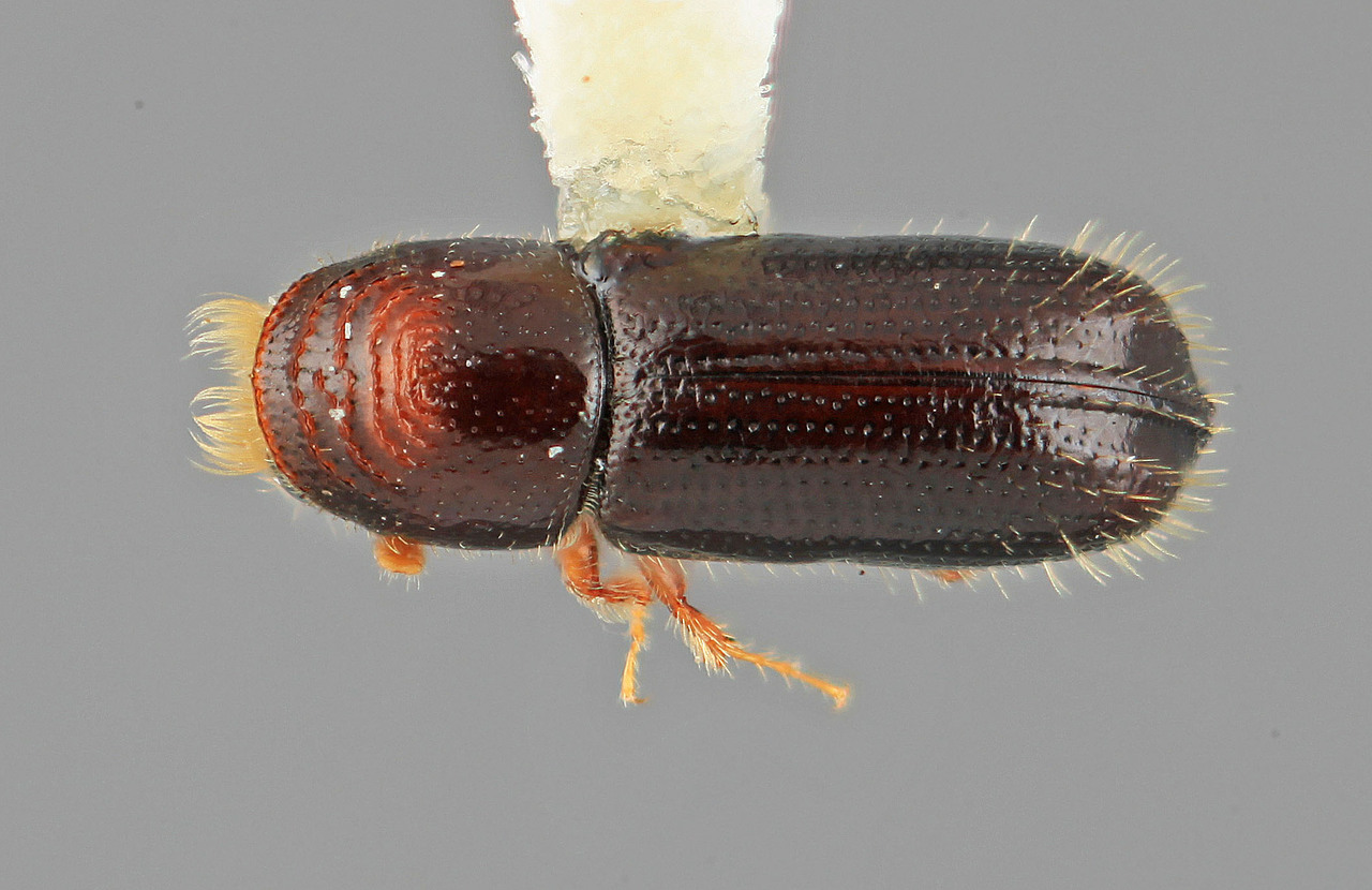 Genus / Species: Pityophthorus torridus | Image Author: SM Smith | Location: United States, New Mexico, High Rolls, 6 mi W | Image Type: holotype | Collection: Entomology