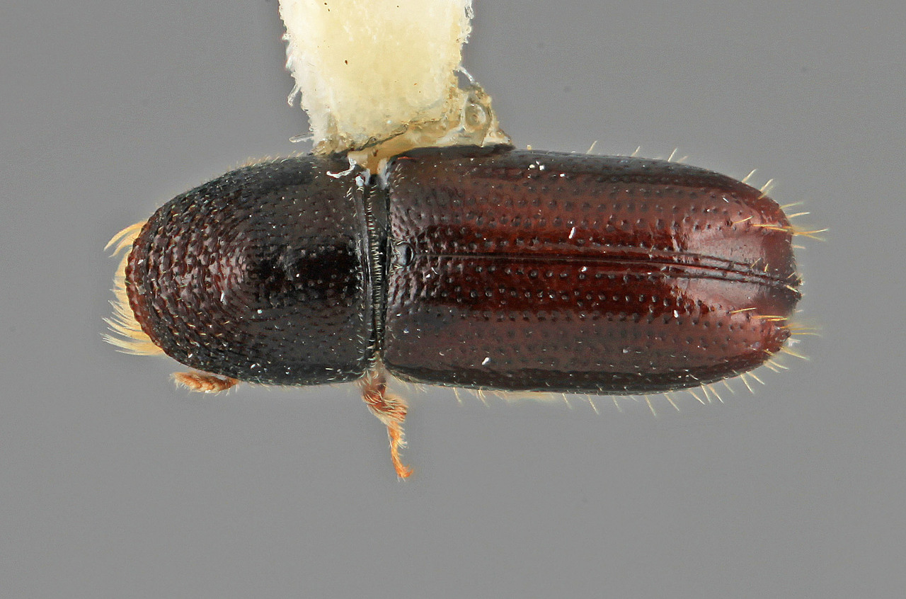 Genus / Species: Pityophthorus apachae | Image Author: SM Smith | Location: United States, Arizona, Chiricahua Mtns., Rustlers Park | Image Type: holotype | Collection: Entomology