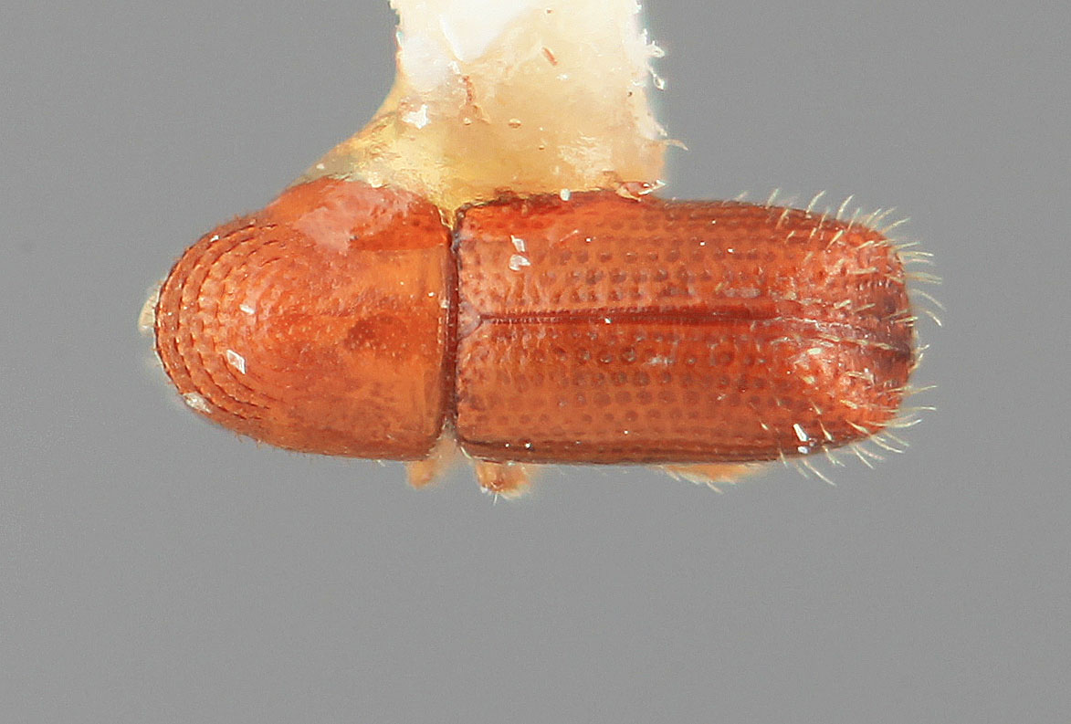 Genus / Species: Pityophthorus perexiguus | Image Author: SM Smith | Location: Costa Rica, Puntarenas, Dominical | Image Type: holotype | Collection: Entomology