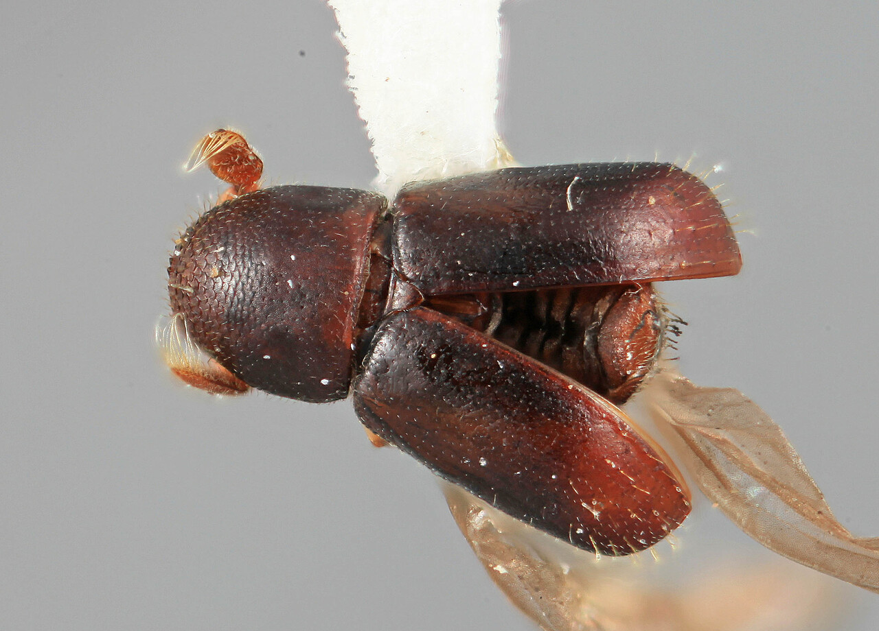 Genus / Species: Corthyloxiphus colombiae | Image Author: SM Smith | Location: Colombia, Antioquía, Piedras Blancas, 10 km E Medellin | Image Type: holotype | Collection: Entomology