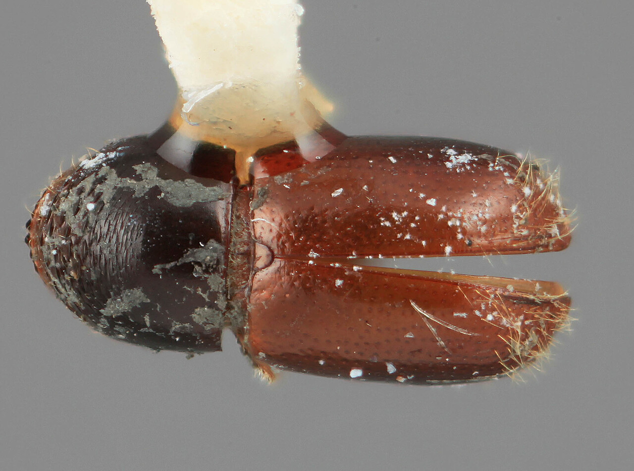 Genus / Species: Corthyloxiphus willei | Image Author: SM Smith | Location: Costa Rica, Cartago, Cartago | Image Type: holotype | Collection: Entomology