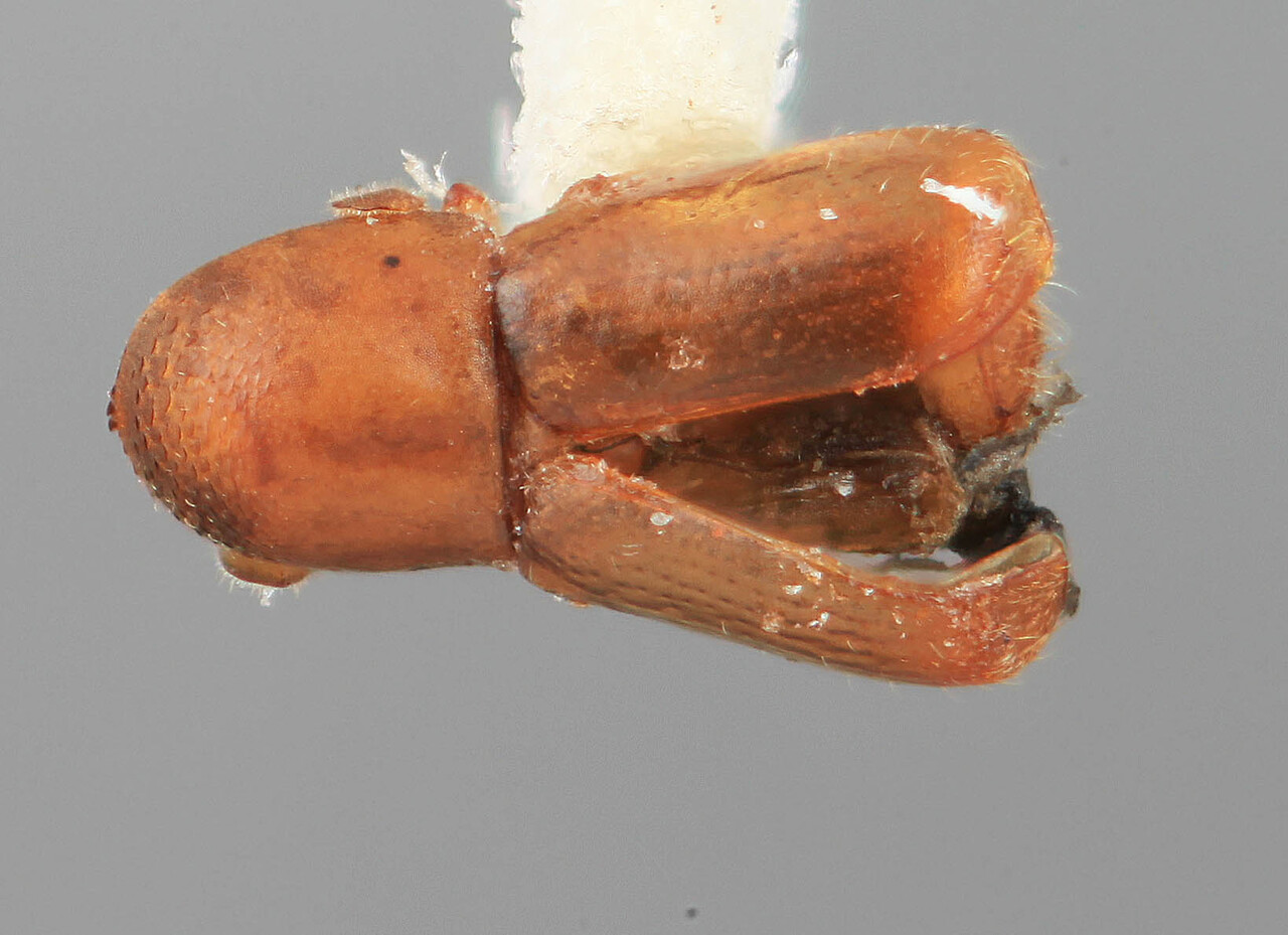 Genus / Species: Microcorthylus parvus | Image Author: SM Smith | Location: Venezuela, Miranda, El Laurel Experimental Farm, 12 km SW Caracas | Image Type: holotype | Collection: Entomology