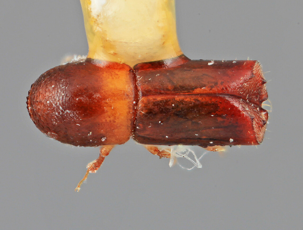 Genus / Species: Monarthrum corculum | Image Author: SM Smith | Location: Costa Rica, Cartago, Turrialba | Image Type: holotype | Collection: Entomology