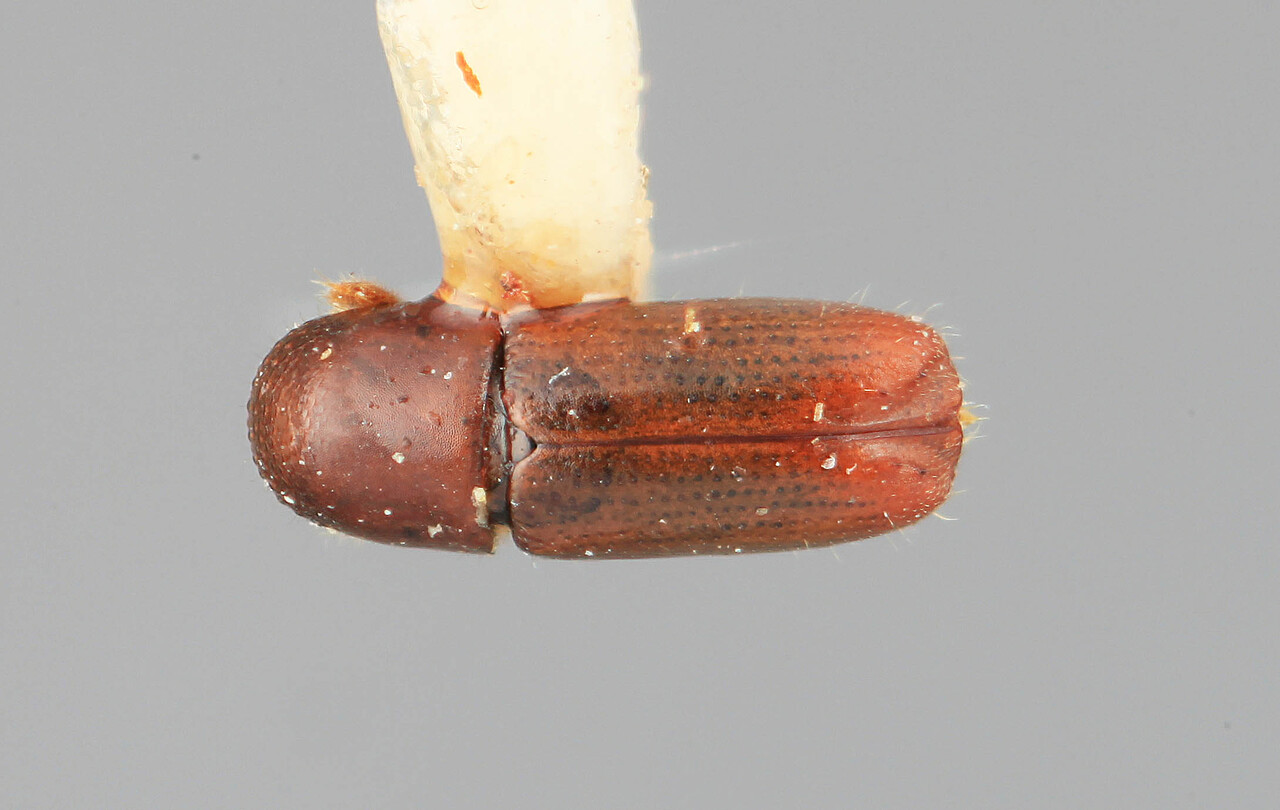 Genus / Species: Microcorthylus parvulus | Image Author: SM Smith | Location: Costa Rica, Cartago, Cartago, 15 km SE | Image Type: holotype | Collection: Entomology