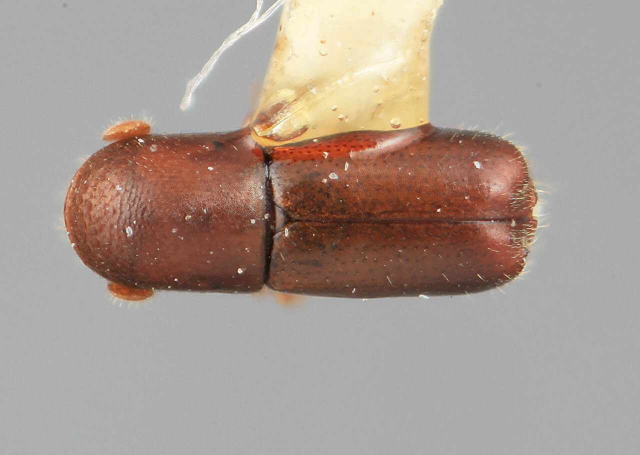 Genus / Species: Microcorthylus lassus | Image Author: SM Smith | Location: Costa Rica, Cartago, Tapanti | Image Type: holotype | Collection: Entomology