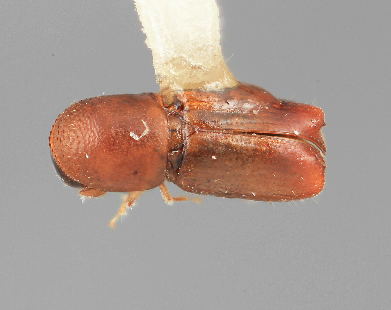 Genus / Species: Microcorthylus macer | Image Author: SM Smith | Location: Venezuela, Aragua, Colonia Tovar | Image Type: holotype | Collection: Entomology