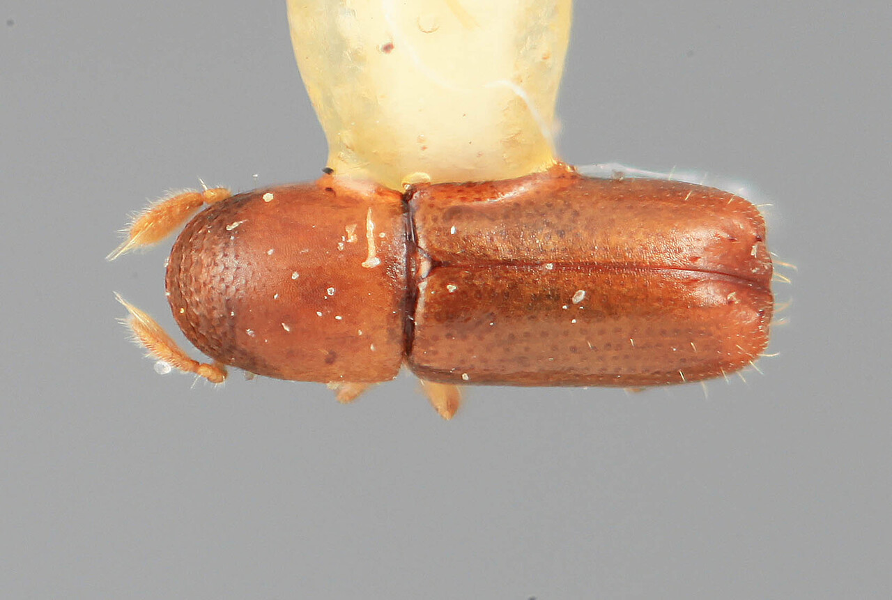 Genus / Species: Microcorthylus ocularis | Image Author: SM Smith | Location: Costa Rica, Cartago, Tapanti | Image Type: holotype | Collection: Entomology