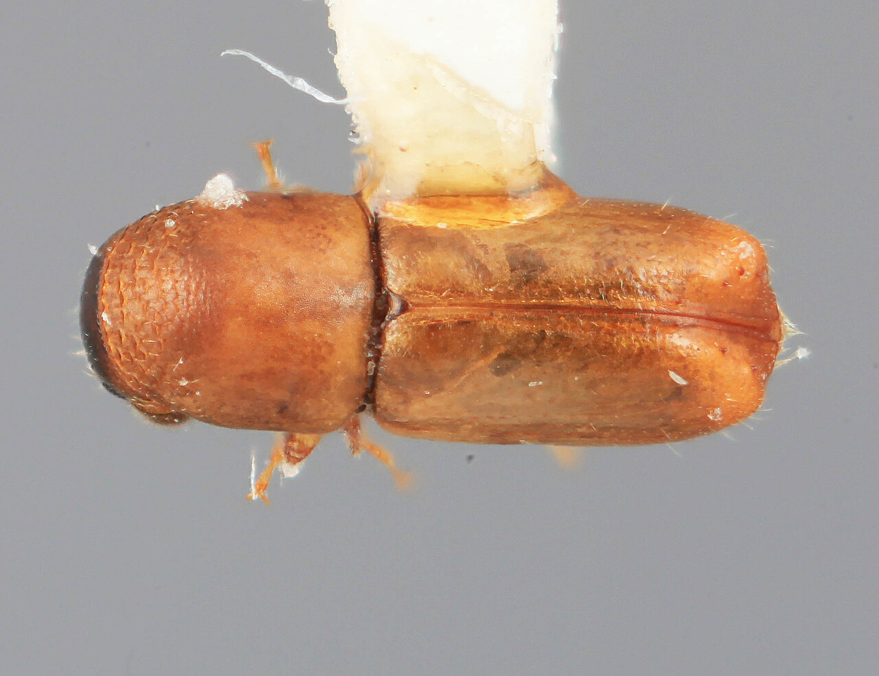 Genus / Species: Microcorthylus debilis | Image Author: SM Smith | Location: Guatemala, Escuintla, Volcán Pacaya | Image Type: holotype | Collection: Entomology