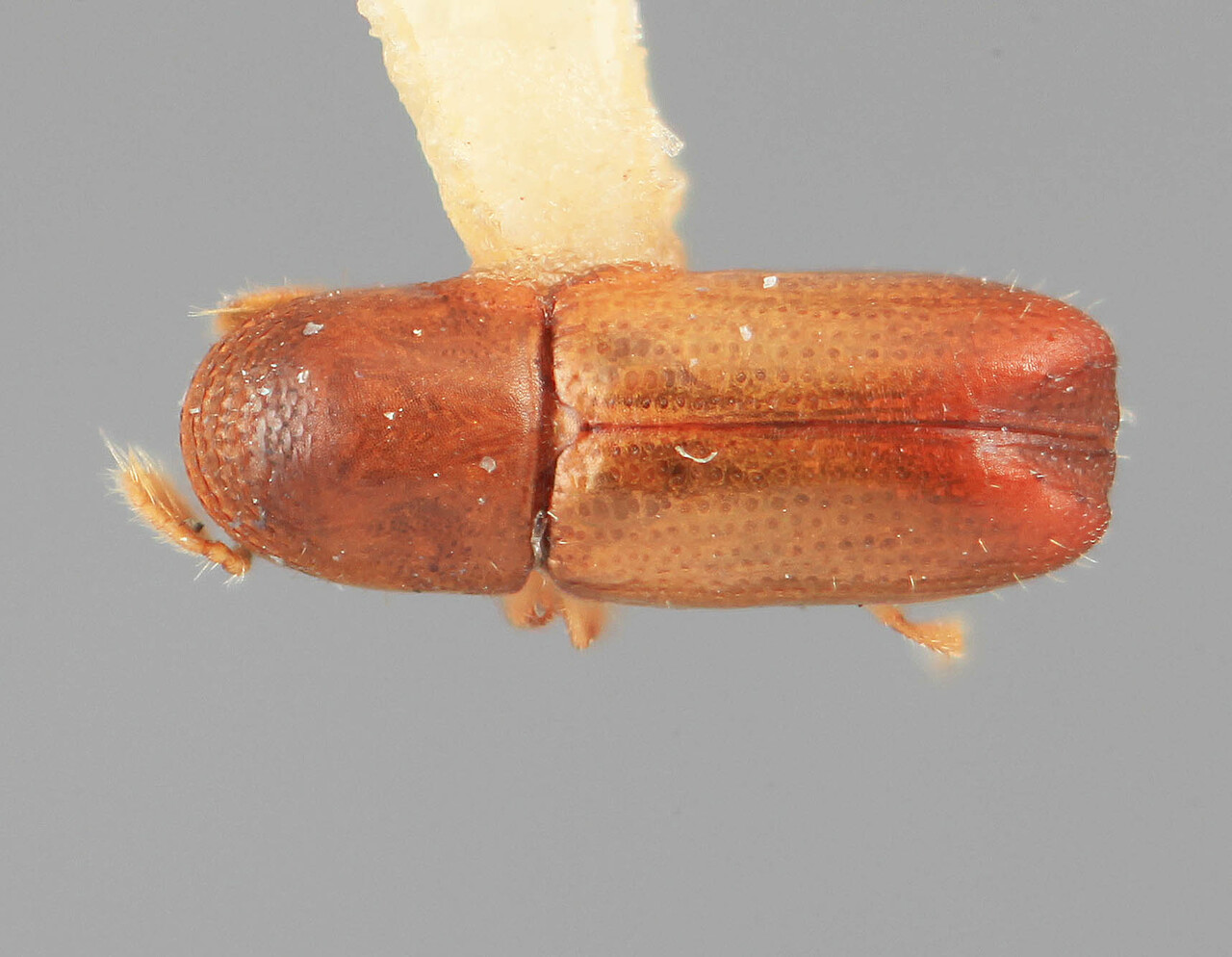 Genus / Species: Microcorthylus invalidus | Image Author: SM Smith | Location: México, Nayarit, Tepic, 6 km W | Image Type: holotype | Collection: Entomology