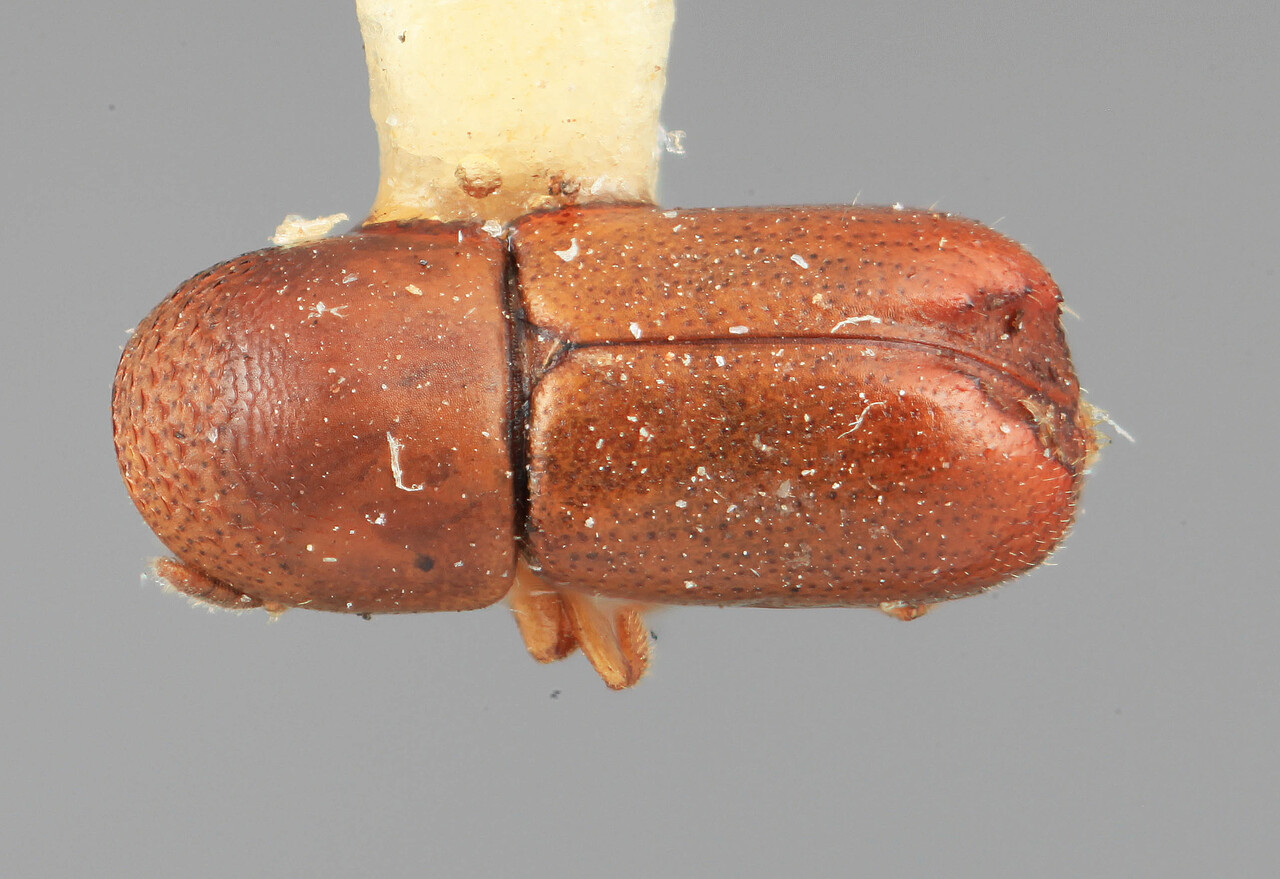 Genus / Species: Microcorthylus nebulosus | Image Author: SM Smith | Location: Brazil, Santa Catarina, Nova Teutonia | Image Type: holotype | Collection: Entomology