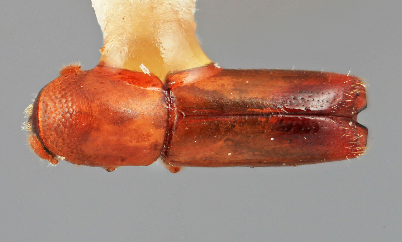 Genus / Species: Monarthrum carinifrons | Image Author: SM Smith | Location: Venezuela, Mérida, Mérida, pico Bolivar Teleférico | Image Type: holotype | Collection: Entomology