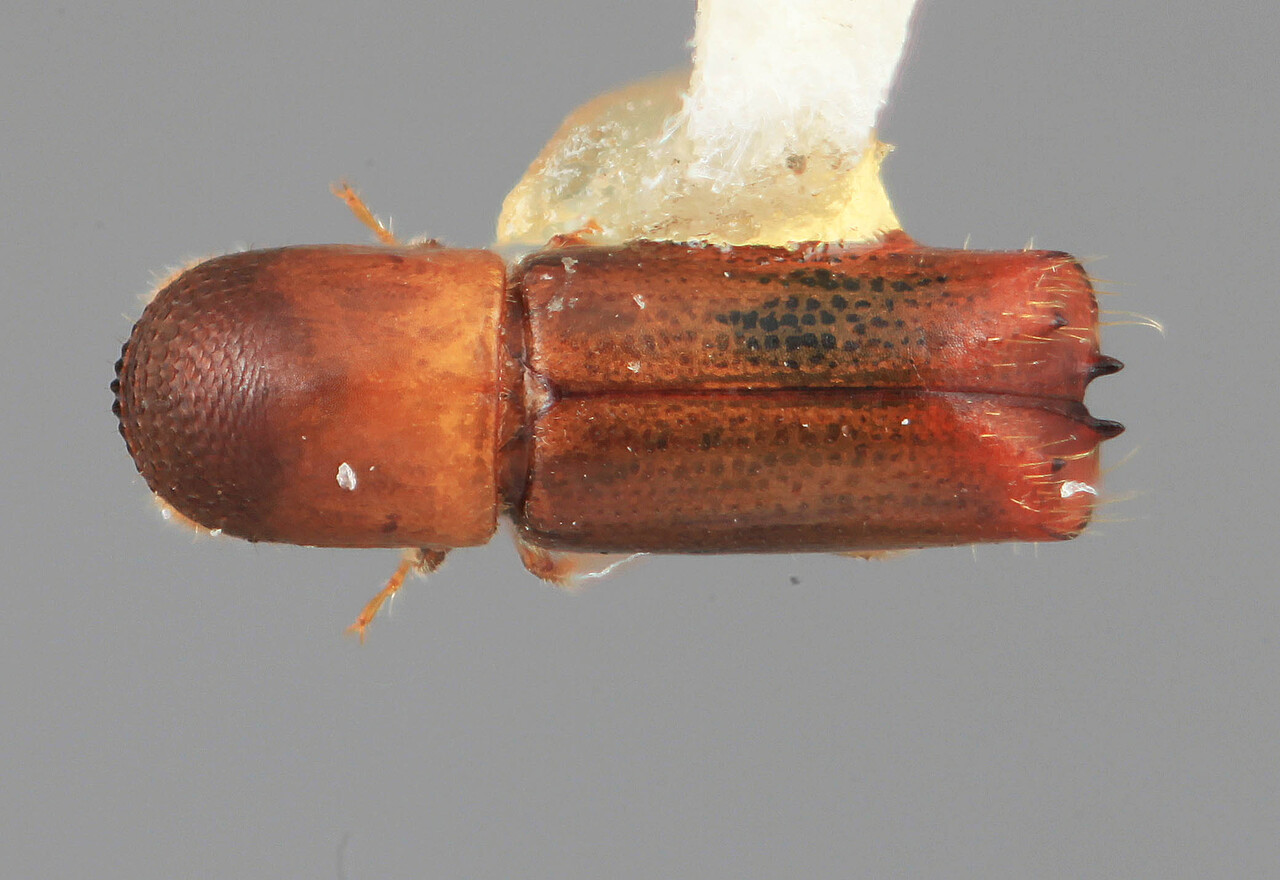 Genus / Species: Monarthrum granulosum | Image Author: SM Smith | Location: Venezuela, Aragua, Colonia Tovar | Image Type: holotype | Collection: Entomology