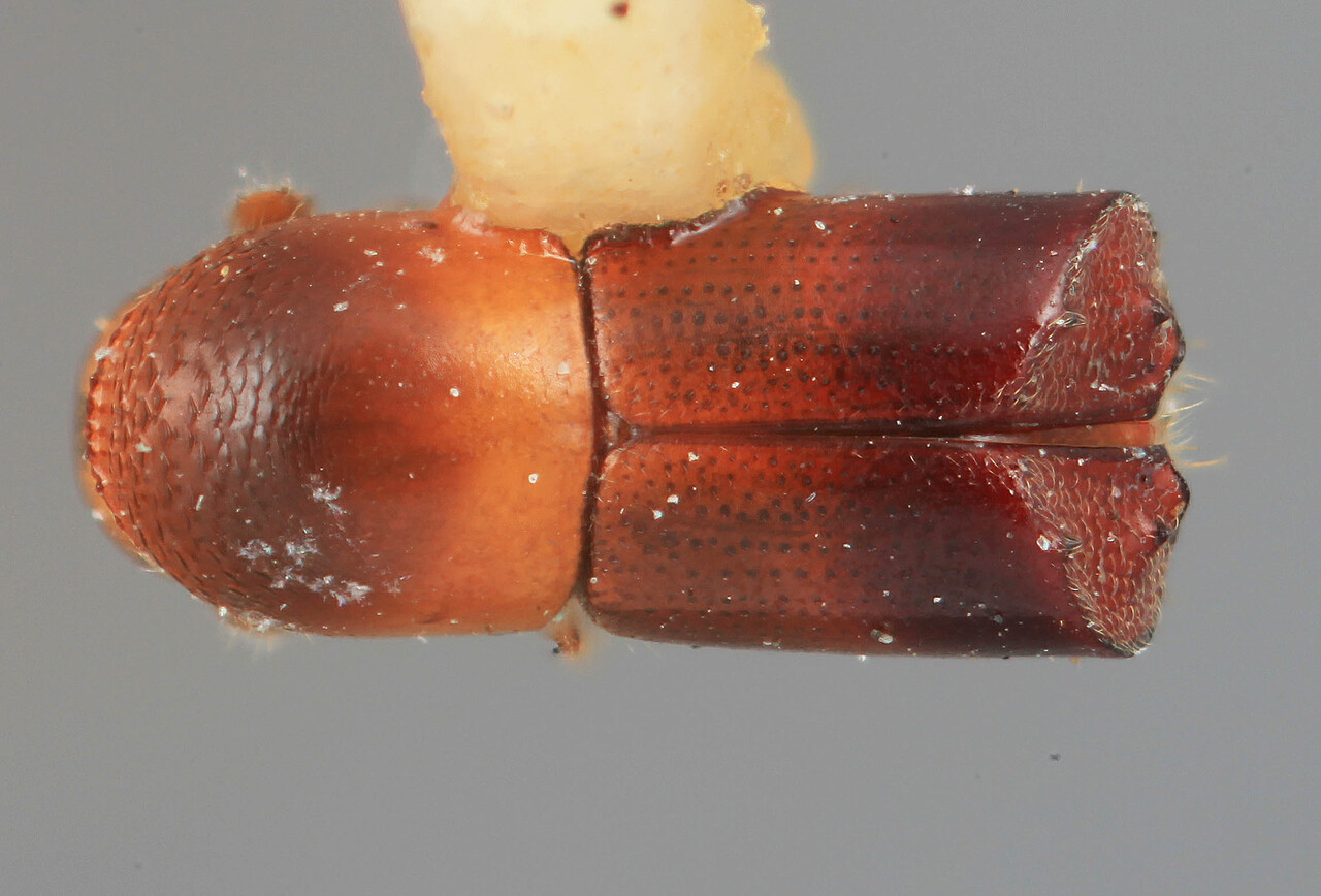 Genus / Species: Monarthrum proximum | Image Author: SM Smith | Location: Costa Rica, San José, San Isidro del General | Image Type: holotype | Collection: Entomology