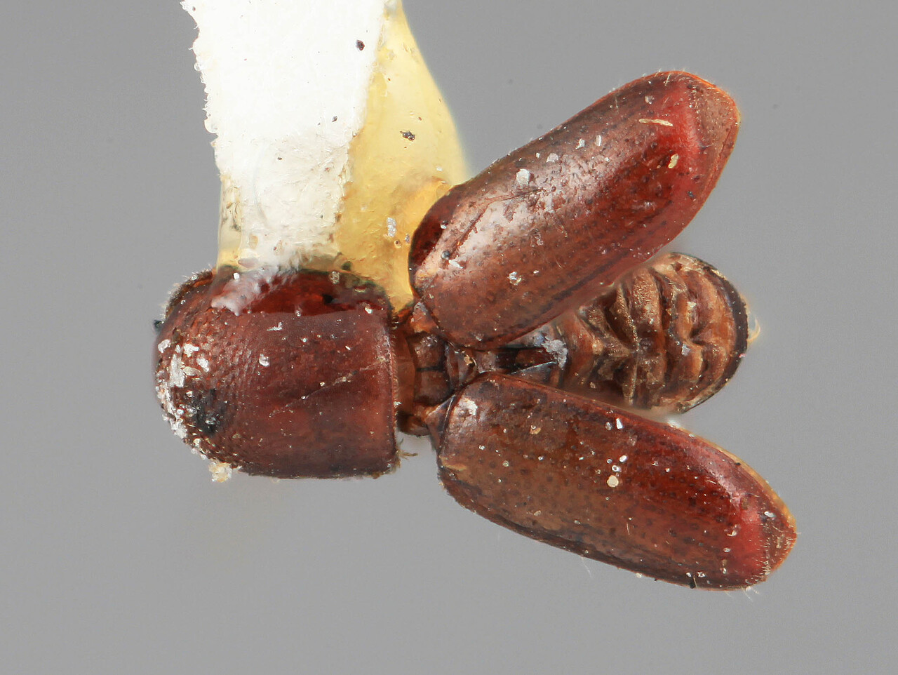 Genus / Species: Microcorthylus tuberculifer | Image Author: SM Smith | Location: Venezuela, Mérida, La Carbonera, 50 km NE Merida | Image Type: holotype | Collection: Entomology