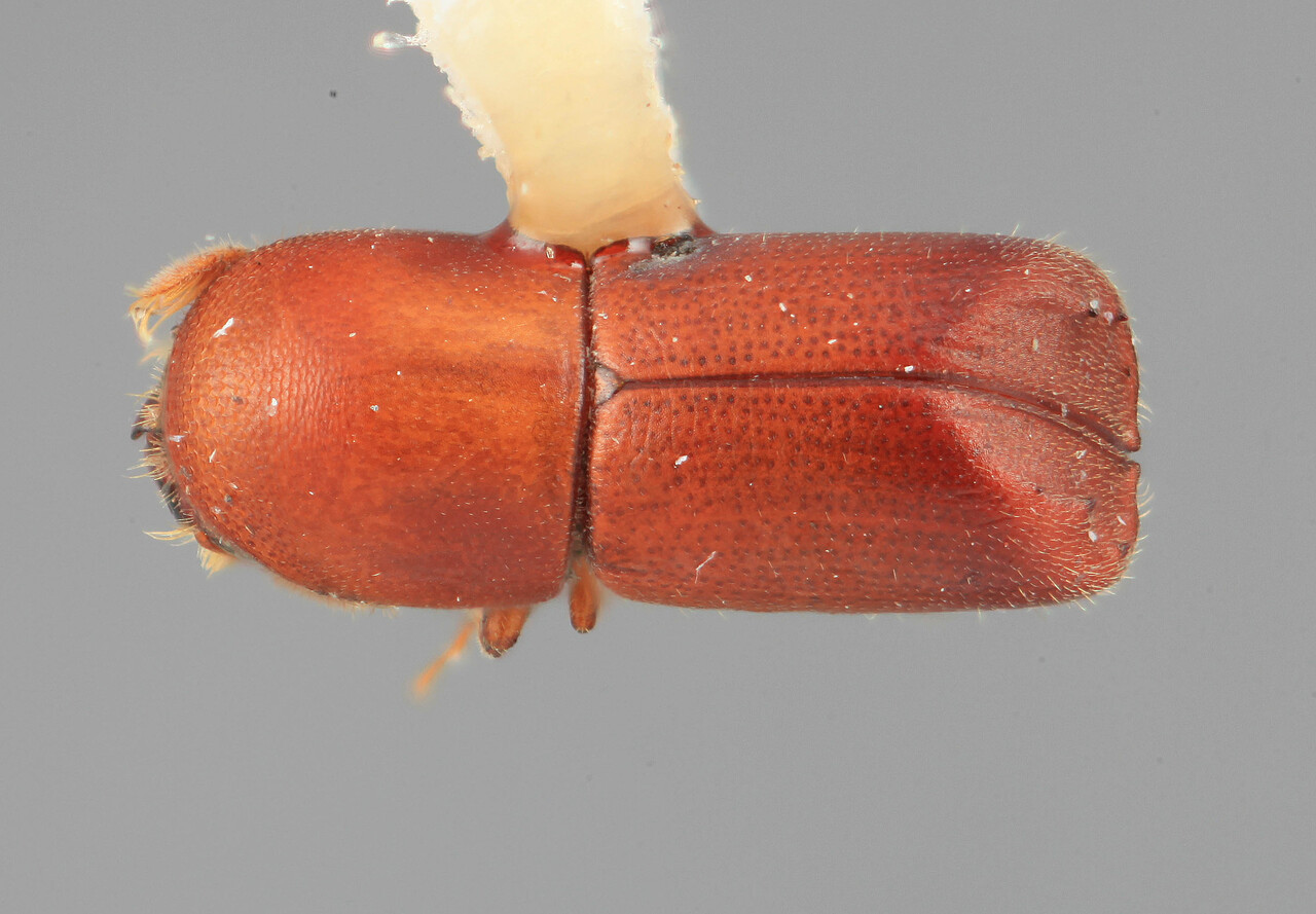 Genus / Species: Metacorthylus concisus | Image Author: SM Smith | Location: Costa Rica, Cartago, Moravia | Image Type: holotype | Collection: Entomology
