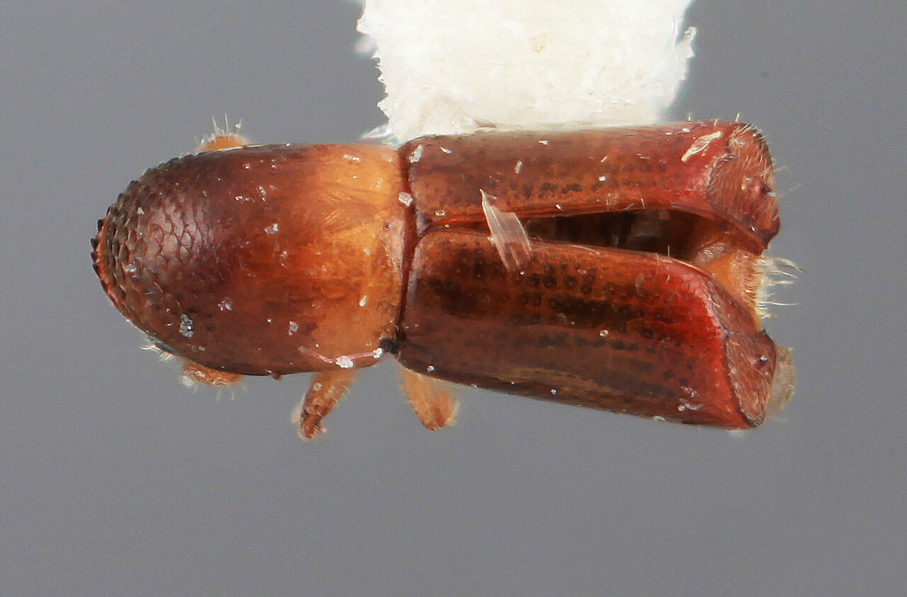 Genus / Species: Monarthrum terminalis | Image Author: SM Smith | Location: Costa Rica, Heredia, La Selva Biol. Sta., 3 km S Pto. Viejo | Image Type: holotype | Collection: Entomology