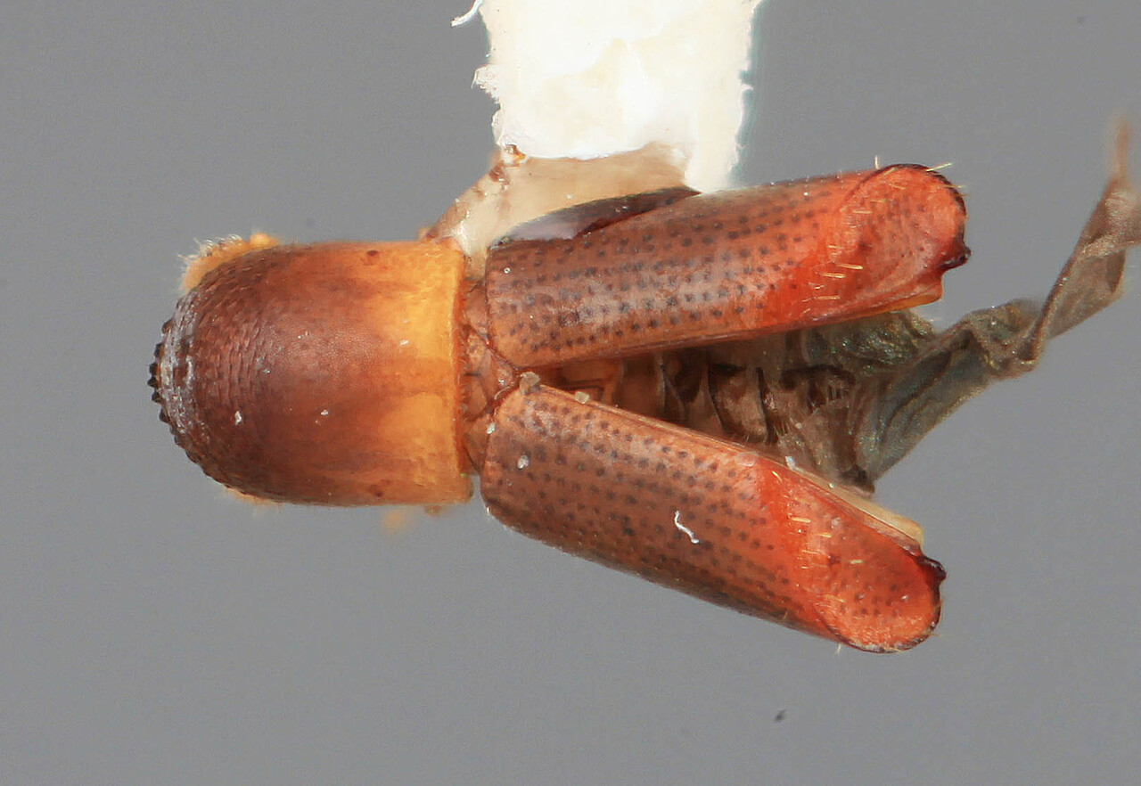 Genus / Species: Monarthrum infradentatum | Image Author: SM Smith | Location: Costa Rica, Puntarenas, Rincón de Osa | Image Type: holotype | Collection: Entomology