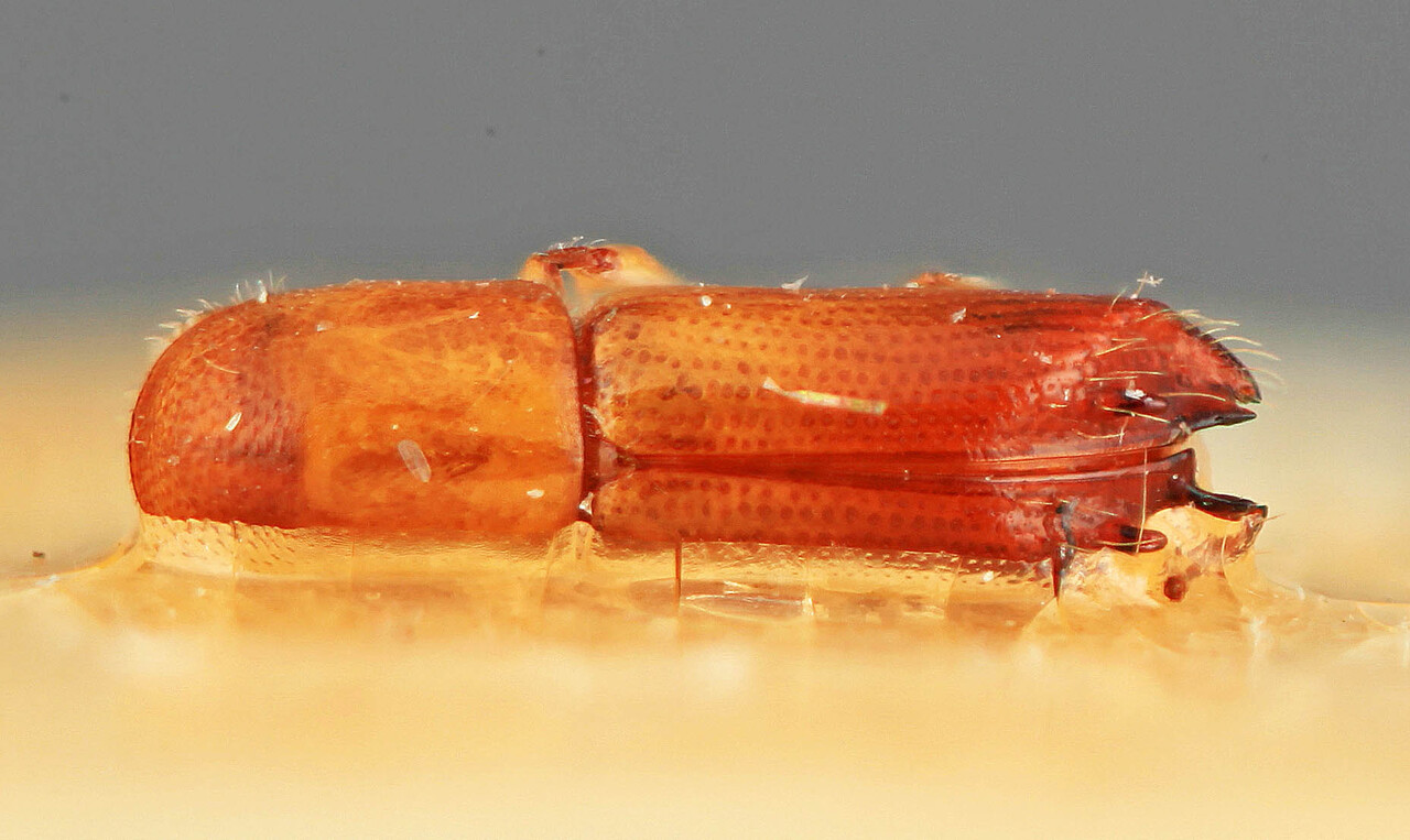 Genus / Species: Monarthrum surinamensis | Image Author: SM Smith | Location: Suriname, Jodensavvane | Image Type: holotype | Collection: Entomology