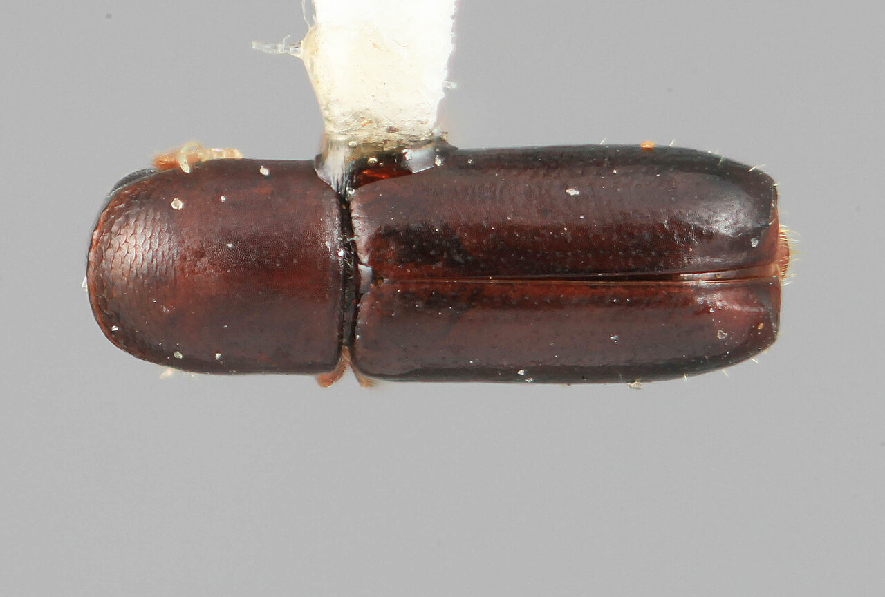Genus / Species: Microcorthylus pumilus | Image Author: SM Smith | Location: Costa Rica, Cartago, Cartago, 15 km SE | Image Type: holotype | Collection: Entomology