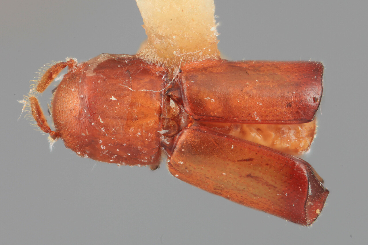 Genus / Species: Metacorthylus costatulus | Image Author: SM Smith | Location: Costa Rica, San José, Braulio Carrillo N.P. | Image Type: holotype | Collection: Entomology