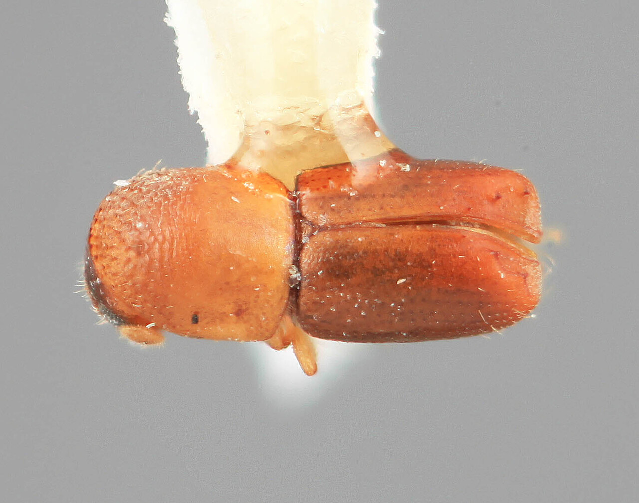 Genus / Species: Microcorthylus brevior | Image Author: SM Smith | Location: Venezuela, Zulia, El Pino, 5 km W | Image Type: holotype | Collection: Entomology
