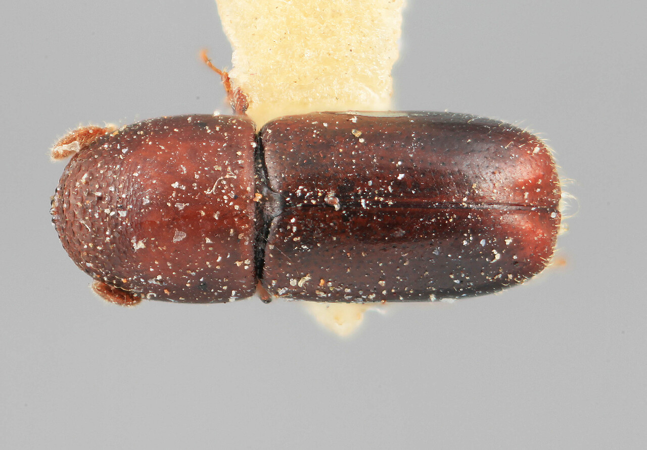 Genus / Species: Microcorthylus obscuriceps | Image Author: SM Smith | Location: Perú, Ancash, Cochabamba | Image Type: holotype | Collection: Entomology