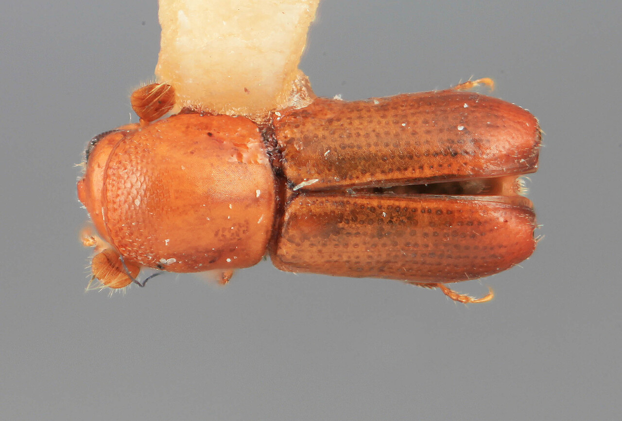 Genus / Species: Microcorthylus pusillus | Image Author: SM Smith | Location: Honduras, Cortés, Buenos Aires | Image Type: holotype | Collection: Entomology