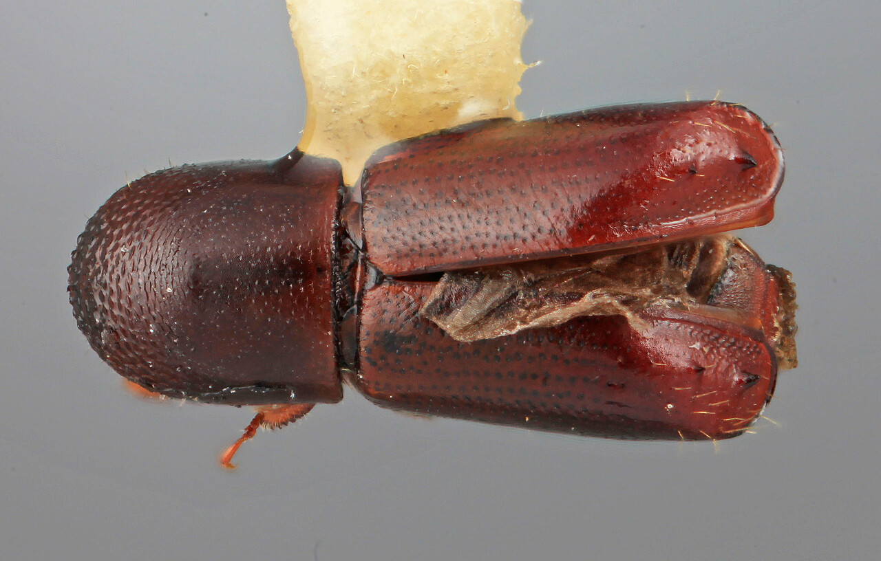 Genus / Species: Monarthrum catarinensis | Image Author: SM Smith | Location: Brazil, Santa Catarina, Urubici | Image Type: holotype | Collection: Entomology