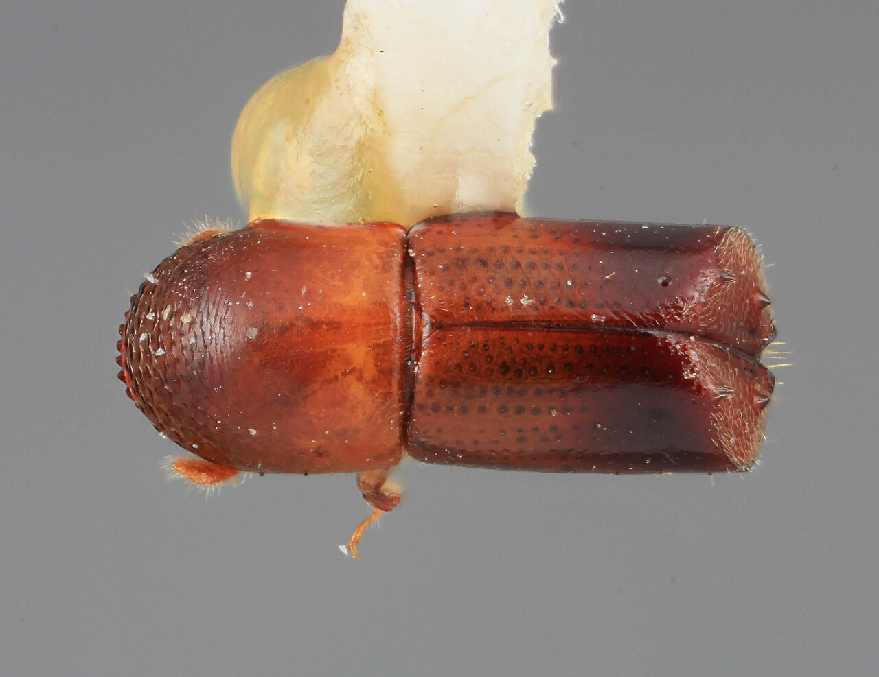 Genus / Species: Monarthrum posticum | Image Author: SM Smith | Location: Costa Rica, San José, Santa Ana | Image Type: holotype | Collection: Entomology