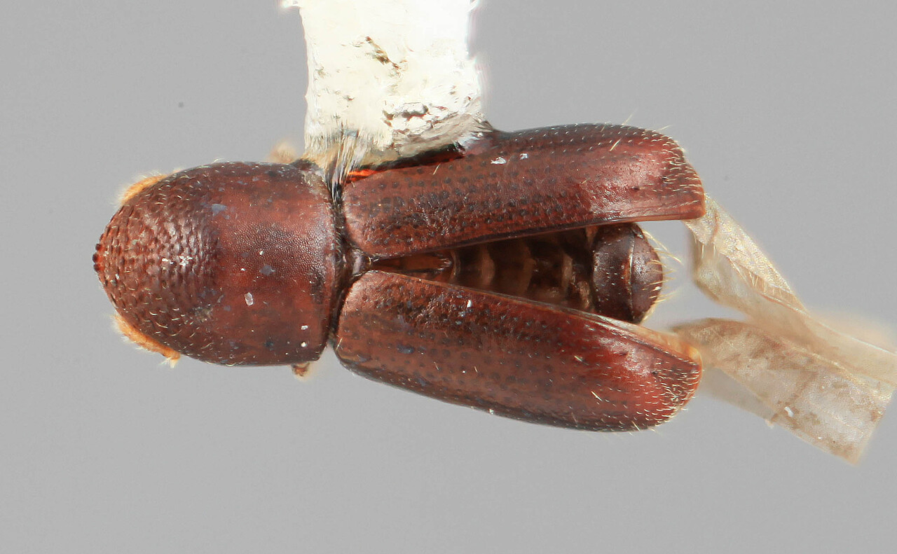 Genus / Species: Microcorthylus vietus | Image Author: SM Smith | Location: Colombia, Antioquía, Piedras Blancas, 10 km E Medellin | Image Type: holotype | Collection: Entomology
