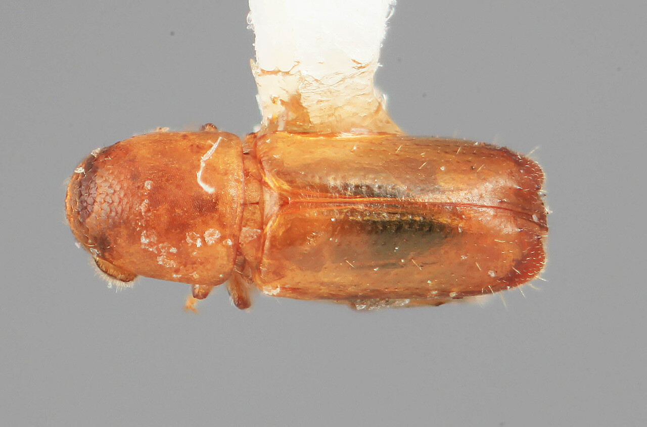 Genus / Species: Microcorthylus dilutus | Image Author: SM Smith | Location: Colombia, Antioquía, Piedras Blancas, 10 km E Medellin | Image Type: holotype | Collection: Entomology