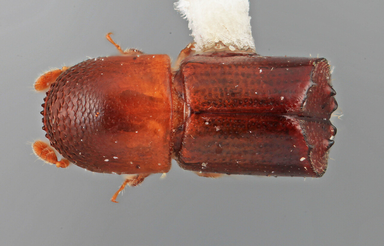 Genus / Species: Monarthrum annulatum | Image Author: SM Smith | Location: Venezuela, Bolivar, El Palmar, 30 km E | Image Type: holotype | Collection: Entomology